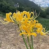 2zwiebeln spinnenlilie lycoris radiata, blutblume bodendecker winterhart mehrjährig blumenzwiebeln...