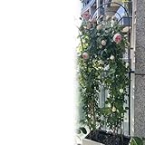 BZCKBZ Gartenspalier aus Eisen, Langlebig und Robust, Gewölbte Außendekoration Mit Vogel für...