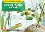 Tiere und Pflanzen am Teich. Kamishibai-Bildkartenset.: Entdecken - Erzählen – Begreifen:...