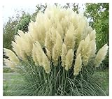 3 x Cortaderia selloana ‚White' 1 Liter (Ziergras/Gräser/Stauden) Pampasgras