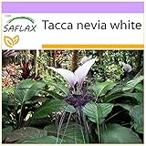 SAFLAX - Nepalesische Riesen - Fledermausblume - 10 Samen - Tacca nevia white