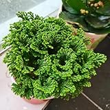 2 pcs Rose Von Jericho Kaufen Zwiebeln - Selaginella tamariscina, pflanztopf zimmerbonsai bonsai...