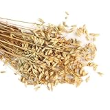 hafer samen - winterfeste pflanzen für kübel gemüsebeet hochbeete für garten bio saatgut...