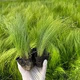 200 pcs federgras samen winterhart, Stipa tenuissima, winterharte pflanzen für balkon samen...