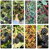 brombeeren säulenobstbäume obstpflanzen balkonpflanzen winterhart zimmerbonsai bonsai pflanztöpfe...