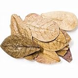 Forest Aquatics Mittlere Garnelen-Katappa-Blätter, 17,8 - 22,9 cm, Unterschlupf und natürliches...