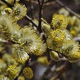 Weidenkätzchen-Pflanzensamen, kaufen balkonpflanzen topfpflanzen draußen winterhart schnell...