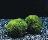 Mooskugel Größe M 3-4 cm/Cladophora aegagropila - Marimo Ball