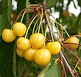 Dönissens Gelbe Knorpel, Süßkirsche als Buschbaum ca. 110-140 cm im 9,5 Liter Topf, Colt