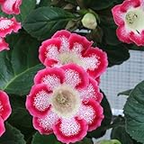 200 pcs Gloxinia Samen Mehrjährige - balkonblumen bienenweide Sinningia speciosa - gartendeko für...