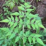 neem, neembaum niembaum, blumensamen gastgeschenk minigarten, winterhart blühend 50samen