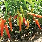 100 Stück Ungarische scharfe grüne Paprika, kann frisch in Gerichten gegessen werden, Gemüsesamen