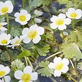Ranunculus aquatilis, bodendecker winterhart stauden, outdoor mehrjährig, garten 30samen