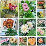 100 Pcs Gerbera Samen Blumen, Wildblumensamen Herbstaussaat, Seltene Pflanzen Gerbera Samen...