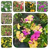 200 pcs Wunderblume Samen, Kräuter Bonsai Bio Saatgut Mirabilis jalapa Pflanze, wildblumenwiese...