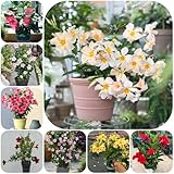 dipladenia mandevilla, blumensamen balkon, winterharte kübelpflanzen dipladenia für sonnige...
