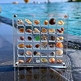 Acrylic Magnetic Seashell Display Box,Muschel Aufbewahrungsbox mit Schlitz,Magnetische Muschel...