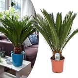 Happy Plants Cycas revoluta Palmfarn I 45 cm x ⌀ 12 cm, Zimmerpflanzen Pflanzen Palme ganzjährig,...