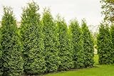 2 Thuja Brabant 120-150cm Buschig XXL ohne Ballen gemessen frisch vom Feld Gartenhecke...