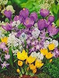 Buntes Blumenzwiebel Paket Bienenweide mit 100 Zwiebeln Krokusse Anemonen Blanda Schneeglanz...