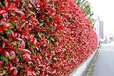 25st. Photinia 'Red Robin'  150-175 cm | immergrün, winterhart, schnellwachsend | roter...