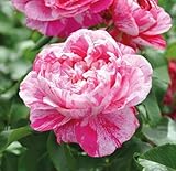 Kletterrose ’Colibri Fabfestival®‘ ist eine zweifarbige, duftende Rose. Die gefüllten Blüten...