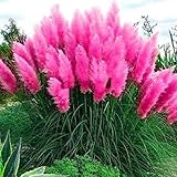 2x Stück Große Mutterpflanze Frosthartes Amerikanisches Pampasgras rosa Cortaderia selloana...