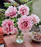 BALDUR Garten Gefüllte Tulpe 'Magic Sensation',5 Zwiebeln, riesige Blüten auf kräftigen Stielen,...