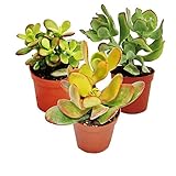 Exotenherz - Geldbaum-Set, 3 verschiedene Crassula-Arten im 5,5cm Topf