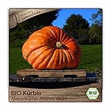 BIO Kürbis Samen Gemüsesamen Saatgut BIO Kürbis Samen Gemüsesamen Saatgut