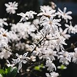 magnolienbaumsamen, garten hochbeet, balkon alte sorten exotische winterhart 85pcs