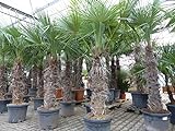 gruenwaren jakubik XXXXL 220-250 cm Trachycarpus fortunei Hanfpalme, winterharte Palme bis -18°C