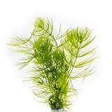 Hornkraut, 1 Portion Hornblatt, Ceratophyllum demersum, Wasserpflanze für Urzeitkrebs Becken, Teich...