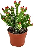 Fangblatt - Opuntia quitensis - exotischer Gliederkaktus im Ø 10 cm Topf, ↑ ca. 20 cm -...