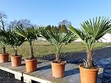 Hanfpalme 80-100 cm Palme Trachycarpus fortunei winterhart, Premiumqualität