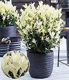 BALDUR Garten Euonymus 'Himalaya',1 Pflanze, weißer Neuaustrieb, immergrün, winterhart &...