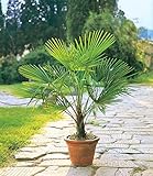 BALDUR Garten Winterharte Kübel-Palmen 1 Pflanze, Chinesische Hanfpalme Freilandpalme...