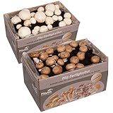 Hawlik Pilzbrut - 2x Champignon Pilzkulturen Zuchtbox - Pilze züchten für Anfänger - Pilzzuchtset...