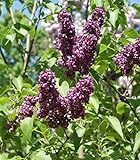 Edelflieder Syringa vulgaris 'Charles Joly' Pflanze 5-10cm lila Flieder Rarität