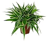 Chlorophytum, Ocean, im 12er Topf, Grünlilie, ca. 20 cm hoch