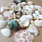 Shells Mixed, Natur Muscheln, Strandmuscheln, Bastelmuscheln, Deko Muscheln, Bastel und...