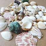 Shells Mixed, Natur Muscheln, Strandmuscheln, Bastelmuscheln, Deko Muscheln, Bastel und...