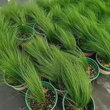 50 pcs federgras winterhart samen - stipa tenuissima - stauden winterhart mehrjährig, balkon...