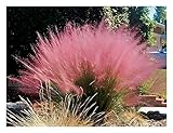 1 x Muhlenbergia capillaris im 1 Liter Topf (Ziergras/Gräser/Winterhart/Mehrjährig/Staude) Rosa...