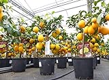 gruenwaren jakubik beste Sorte: Meyer Meyerii Zitrone echter Zitronenbaum 70-80 cm Citrus Limon...