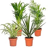 Bloomique - 4er-Mix - Luftreinigende Pflanzen - Dracaena - Dypsis - Chamaedorea - Chlorophytum -...