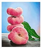 BALDUR Garten Teller-Pfirsich 'PlatiforTWO®', 1 Pflanze, Pfirsichbaum, Tellerpfirsisch, Prunus...