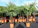 gruenwaren jakubik XXL Palme winterhart 140-170 cm Trachycarpus fortunei, Hanfpalme, Top-Qualität