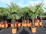 gruenwaren jakubik XXL Palme winterhart 140-160 cm Trachycarpus fortunei, Hanfpalme, Top-Qualität