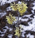 Zaubernuß Angelly 80-100cm - Hamamelis intermedia - Gartenpflanze